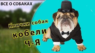 Клички собак. Кобели. Ч-Я(, 2016-11-15T10:44:35.000Z)