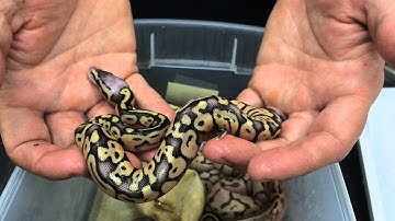 2015 Hatching Season is here!