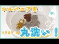 【お手入れ】汚れてしまったシルバニアを洗いたい！シルオタのやってるお洗濯方法をご紹介します！【注意事項有り】