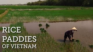 Stunning Rice Paddies of Vietnam