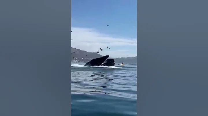 #KAYAKERS SWALLOWED BY THE HUMPBACK WHALE CREDIT TO WATCHINTHEKNOW