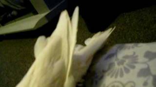 bubba dove.avi