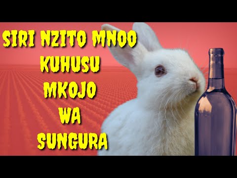 Video: Kutia Sali Kupita Kiasi Katika Sungura