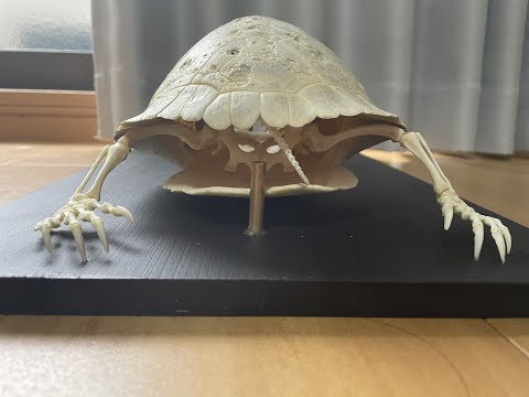 ミシシッピアカミミガメ　骨格　頭骨　ミドリガメ　その3 ミシシッピアカミミガメ 骨格 頭骨 ミドリガメ その3 - メルカリ