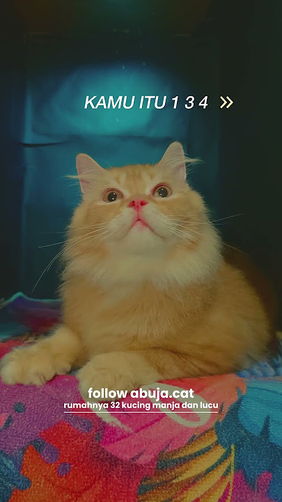KAMU ITU 1 3 4 soalnya gak ada duanya #catlover #kucingganteng #kucingoyen #kucinglucu #oyen