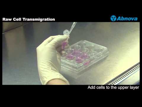 Raw Cell Transmigration - YouTube