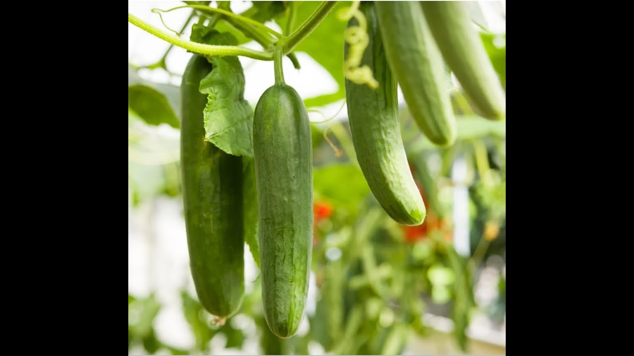 Le concombre et sa culture 💕👌🏽😍👍🏼