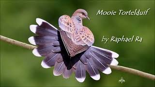 Mooie Tortelduif ~ Composed by Raphael Ra