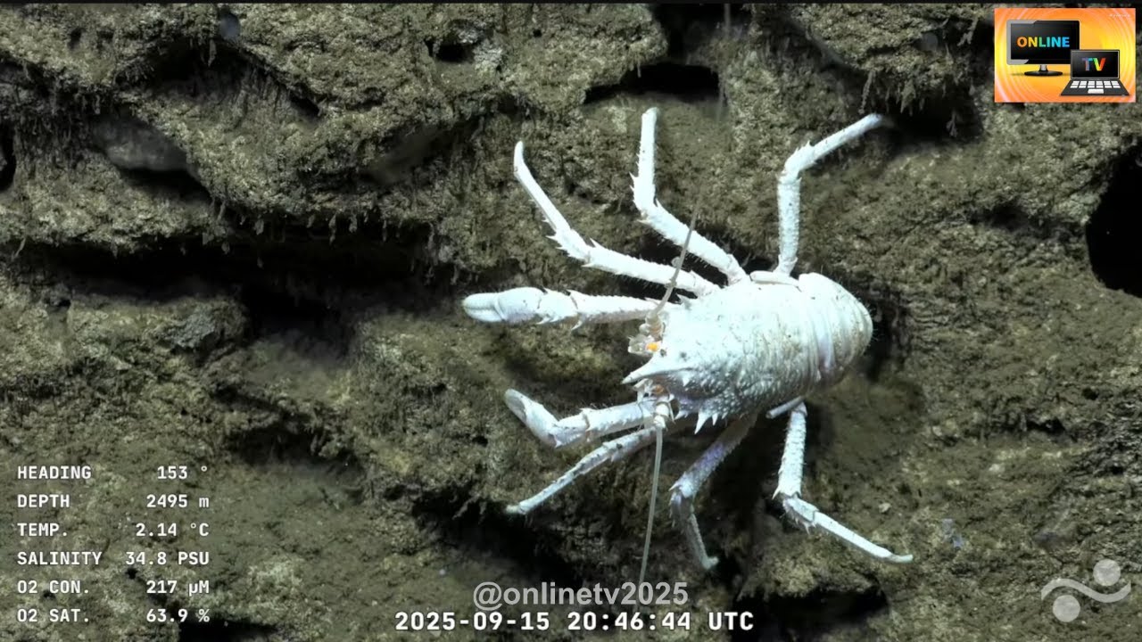 Resumen 9/15/25 - Cabo polonio, El Rov SuBastian en el fondo del mar, Uruguay ‪