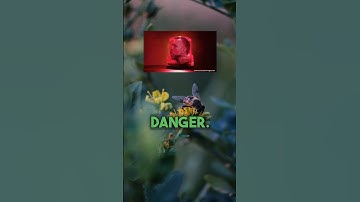 Smell bananas near bees? STAY CALM AND SLOWLY MOVE AWAY!#fun#facts#shorts#bee#banana