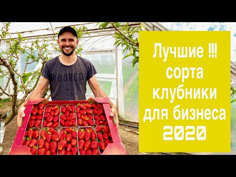 Лучшие сорта клубники для бизнеса 2020