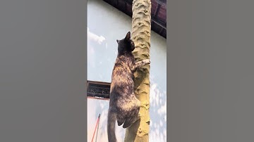 Cat climbing tree 🌴🙄😲😲