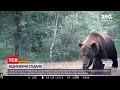 У Чорнобильському заповіднику почастішали випадки зустрічі з бурим ведмедем