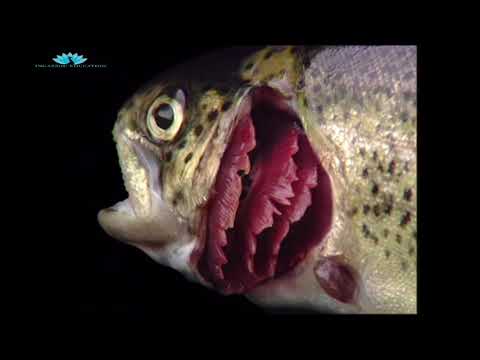 التنفس الغلصمي لدى السمكة