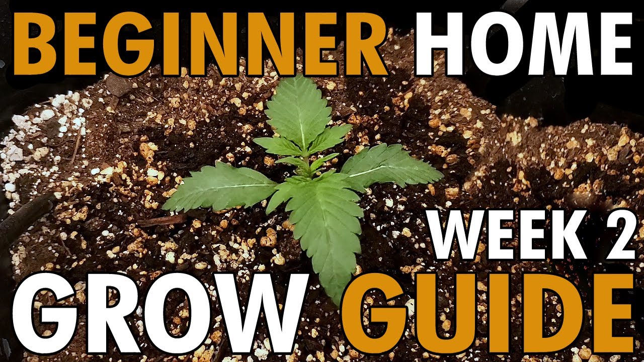 Week 2 of Veg + Turning on the Easy2Grow Autopot System - BEGINNER HOME GROW GUIDE EP3 WK2 |  KS3000