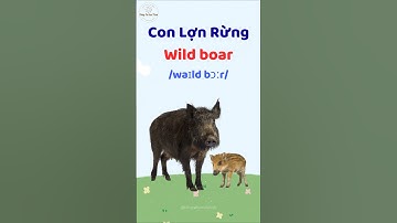 Con Lợn Rừng - Học từ vựng và phát âm tiếng Anh #thaytuvuitinh