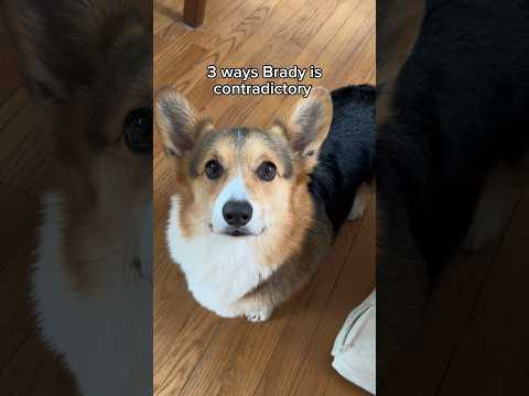 Video: 5 Známky Vaše Corgi je zdůrazněna