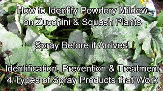 Identifying, Preventing & Treating Powdery Mildew on Zucchini, Squash, Cucumbers & Melons
