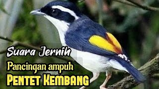 Pentet kembang Muda belajar bunyi