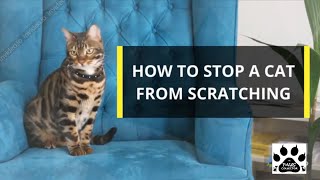 HOW TO STOP A CAT FROM SCRATCHING l V-32 by THE PAWS COLLECTOR 101 views 3 years ago 7 minutes, 24 seconds