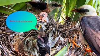 🔥 “Too Hot to Handle! Baby Birds Flee the Nest One by One… What Happened?”