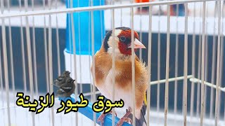 سوق جيجل لطيور الزينة | إنتاج التشنيتشن مستمر