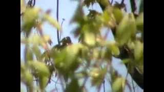 Nancy Today: Bald eagle 6 ASMR Birds 'Sounds of Nature' screenshot 5