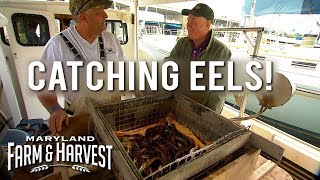 How to Catch (and eat) Eels! | Maryland Farm & Harvest