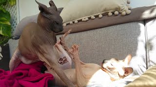 Cats Brothers HORUS & HERKUS 😻 Do you Want to Fight ?🥊 by Sphynx Cats Channel 555 views 2 years ago 5 minutes, 1 second