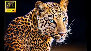 ULTIMATE WILDLIFE ANIMALS COLLECTION in 4K ULTRA HD with RELAXING MUSIC by 8K Naturer 9,901 views 2 years ago 26 minutes