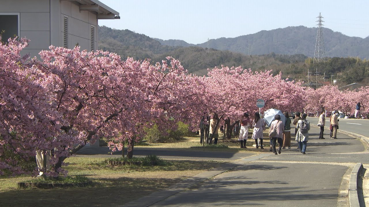 A 300-meter stretch of Kawazu cherry blossoms in full bloom along