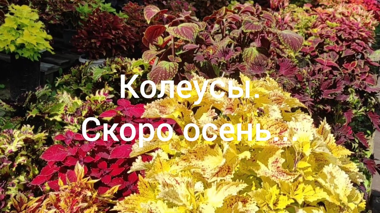 Колеусы. Скоро осень, готовимся к зиме, укореняем черенки.