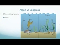 Seagrass Ecosystem Webinar
