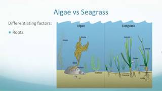 Seagrass Ecosystem Webinar screenshot 1