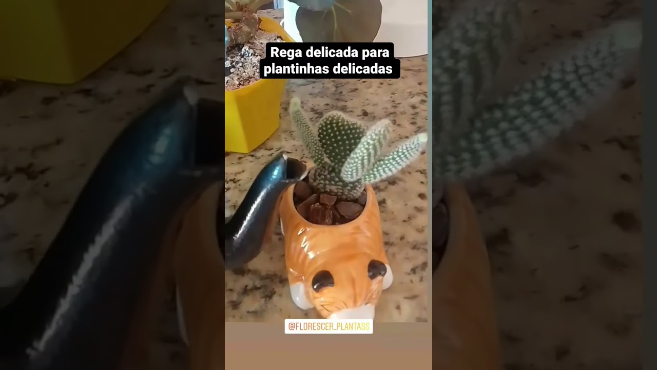 Você sabe como regar corretamente suas plantas? Fica ligado nos nossos vídeos que vc vai descobrir!
