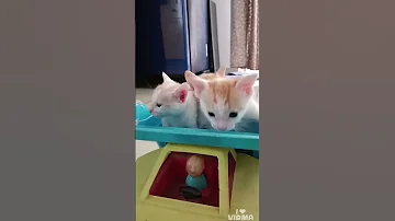 Shimba Sheeru Cat Simmba Cuteanimal Kitten Cutecat Cutepet Cute Animallovers 