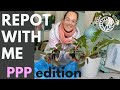 Repot with me | Pink princess heaven plus Ring of Fire | Plant with Roos