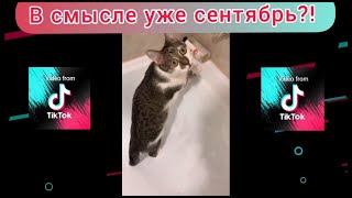 Смешные животные 2021! Приколы с животными! Приколы тик ток!