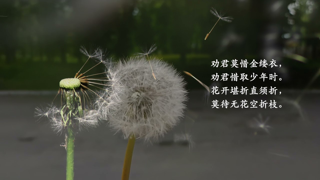 57 金缕衣 唐 杜秋娘 简体 Tang Poem 孩童必學詩詞一百首 陪中学生上课 中一名篇 花开堪折直须折 莫待无花空折枝 Youtube