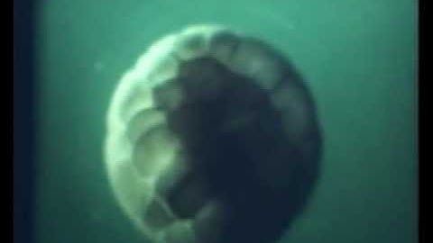 Post Scriptvm - Homo Spectator (2010)