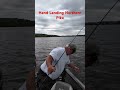 Hand Landing Northern Pike #fishing