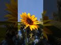 Sunflower Lovers Are Smiling
