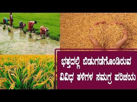 ಭತ್ತದ ವಿವಿಧ ತಳಿಗಳು । Different varieties of paddy। Dr C R Pradeep @Raita snehi