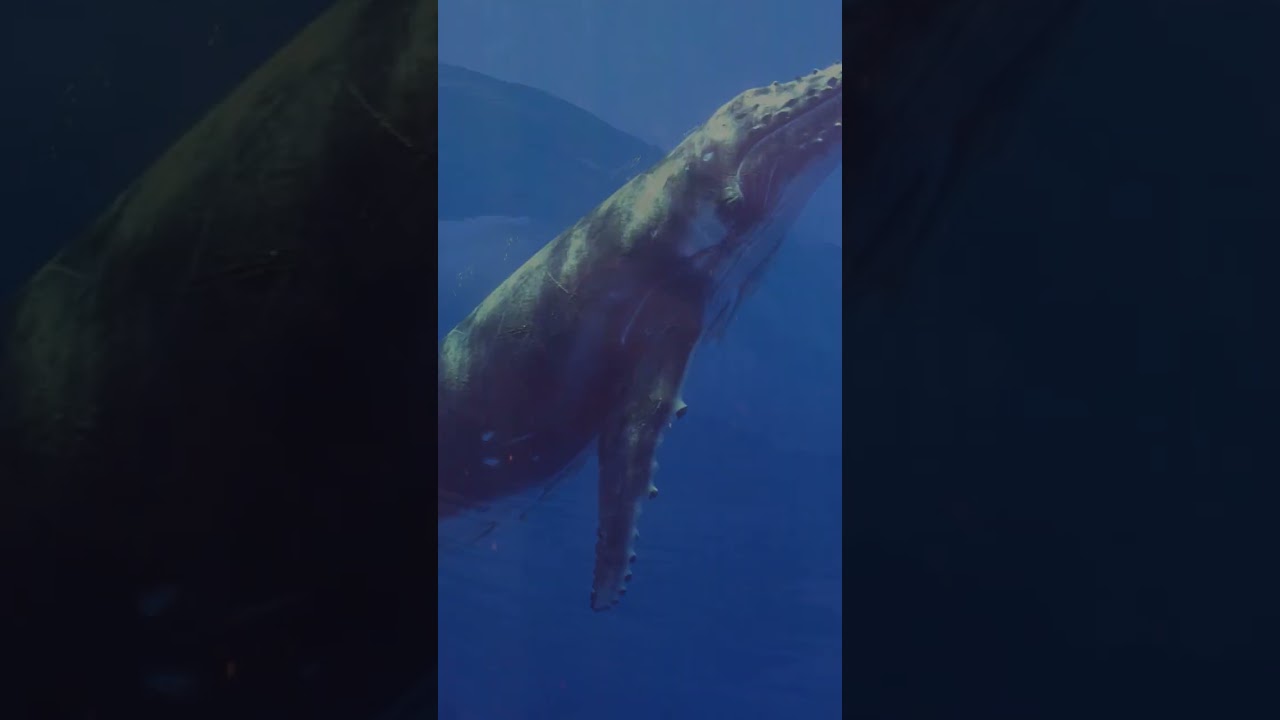 OPPO Reno 8 T | IP54 dustproof and waterproof rating | 