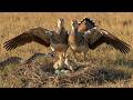 Bustard Bird: 140 Days From Egg to Powerful Survivor | Jungle Mystery Tales