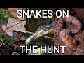 Snakes on the hunt, venomous King cobra, rattlesnake, pit viper, Gaboon viper, Grass and Dice snake