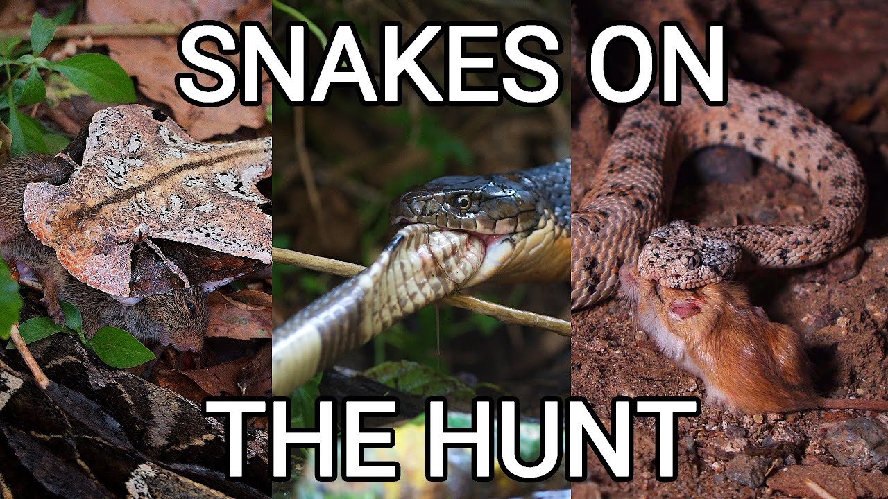 Snakes Hunting For Food at Janna Altieri blog