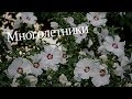 Многолетние цветы для дачи. Садовые цветы. Многолетние растения. Цветы многолетники. Цветоводство