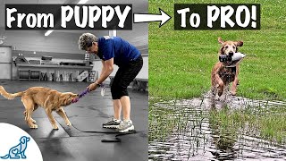 Is Your Dog More Den Than Retriever? Teach Them To Fetch