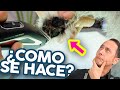 CORTA el Pelo DE LAS ALMOHADILLAS 🐾 de tu SHNAUZEZR MINI sin CORTES ni ESTRÉS